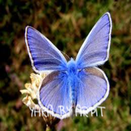 Yara:Personal ai assistant