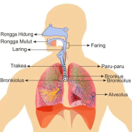 APK sistem pernapasan