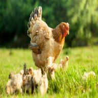 Namma Chicken
