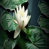 Thaizen Medicina Oriental
